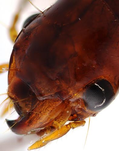 Trichotichnus laevicollis